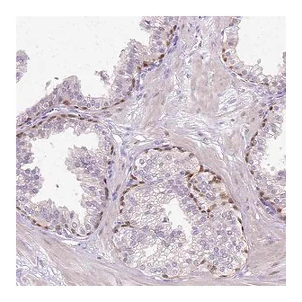 Merck Anti-HSPA1A antibody produced in rabbit