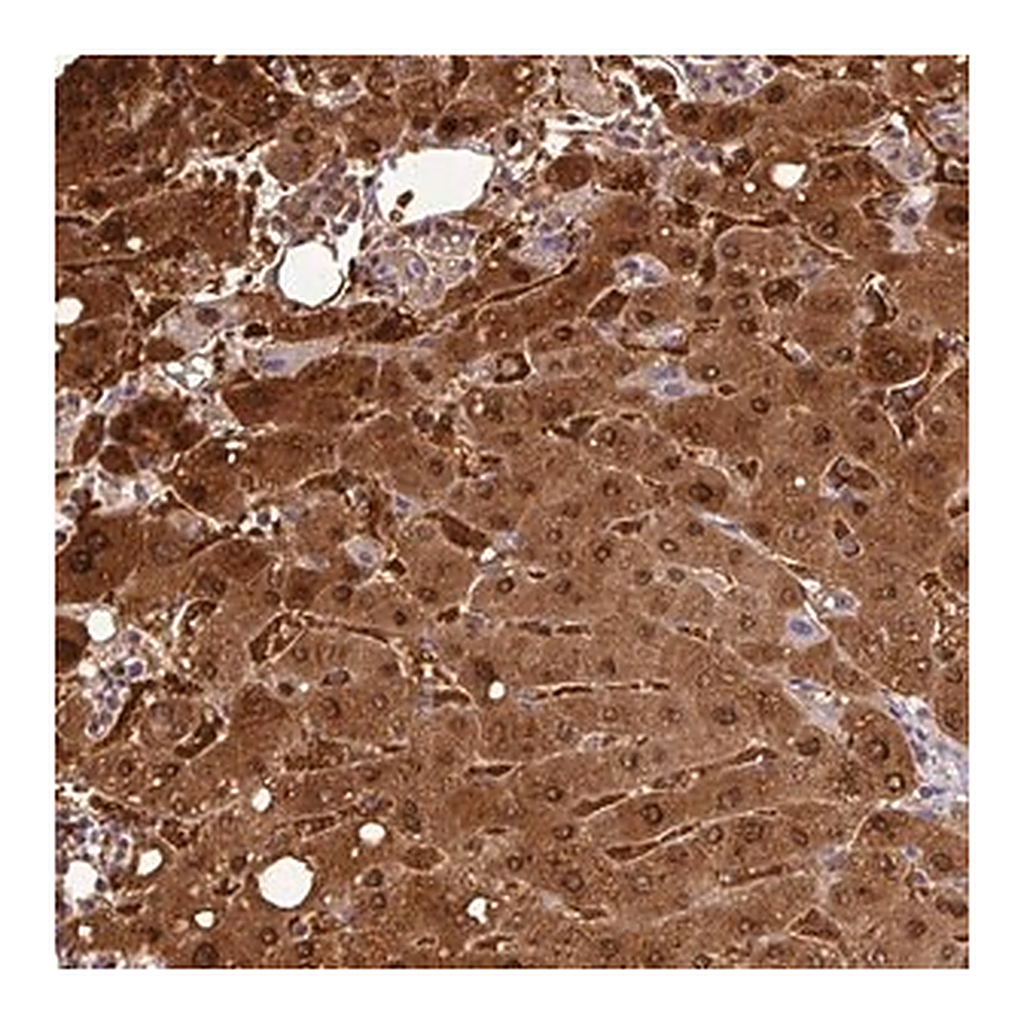 Merck Anti-GSTA1 antibody produced in rabbit