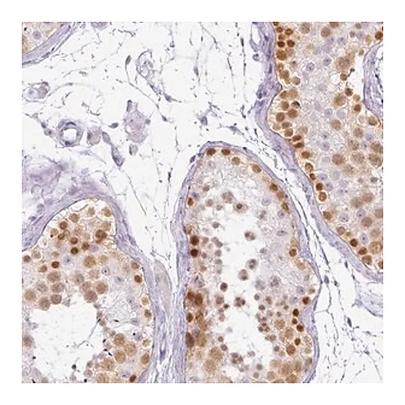 Merck Anti-RBMY1F antibody produced in rabbit