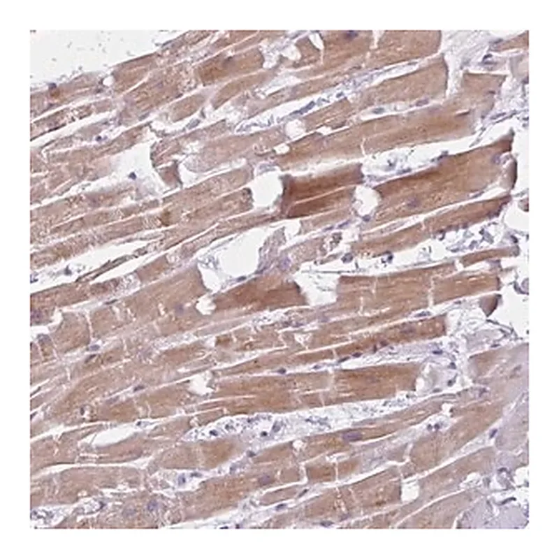 Merck Anti-FAM153B antibody produced in rabbit