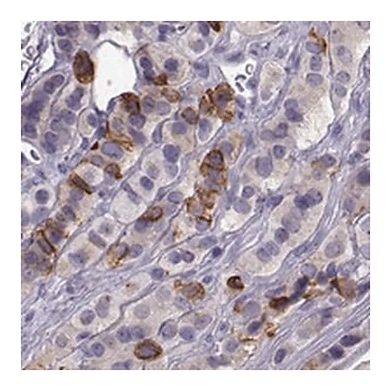 Merck Anti-ZBTB8B antibody produced in rabbit