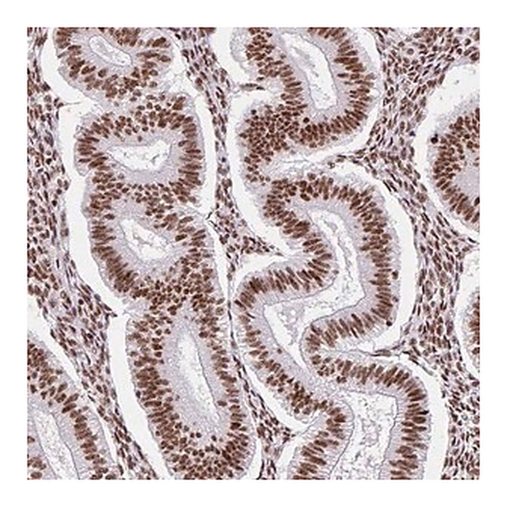 Merck Anti-SRSF10 antibody produced in rabbit