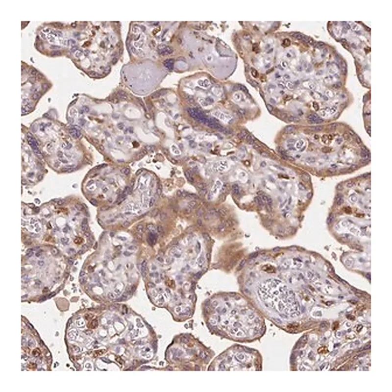 Merck Anti-RAB1A antibody produced in rabbit