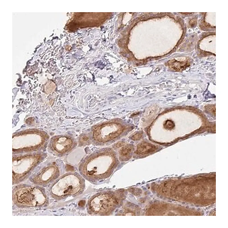 Merck Anti-ZNF33A antibody produced in rabbit