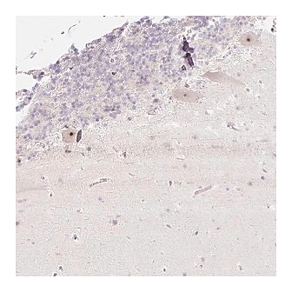 Merck Anti-ZNF417 antibody produced in rabbit