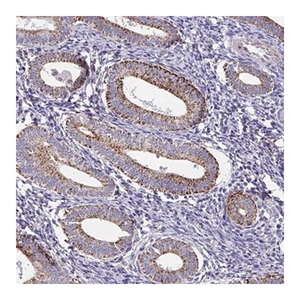Merck Anti-FAM156A antibody produced in rabbit