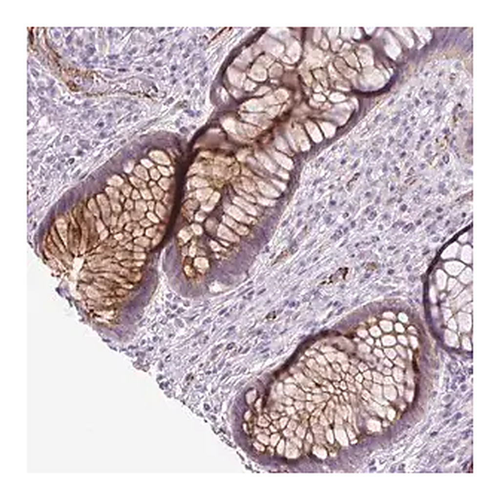 Merck Anti-LEFTY1 antibody produced in rabbit