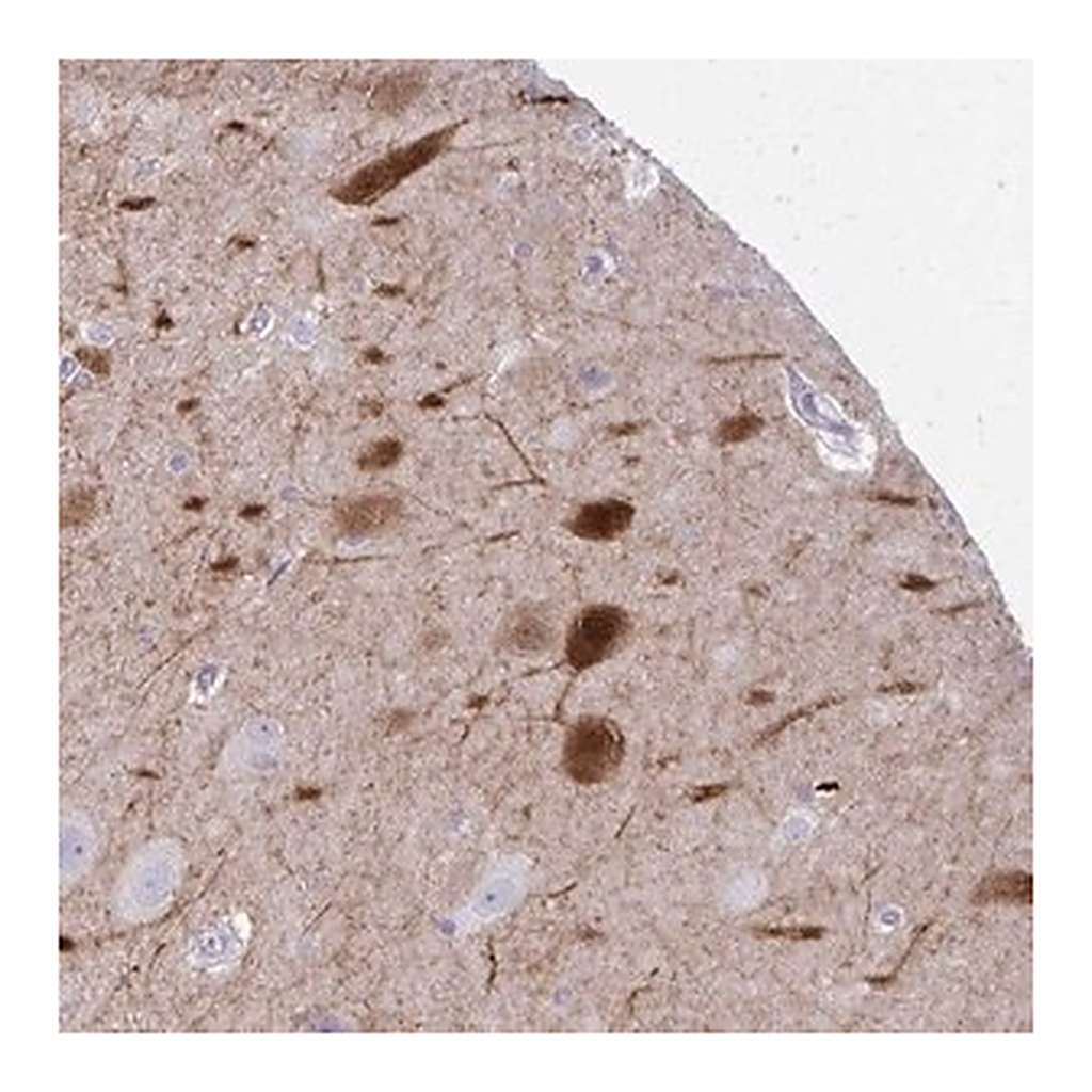 Merck Anti-OR4M2 antibody produced in rabbit