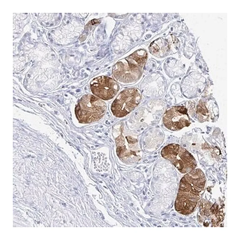 Merck Anti-PRR20A antibody produced in rabbit