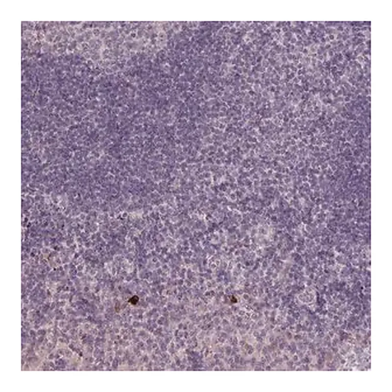 Merck Anti-KLRC3 antibody produced in rabbit