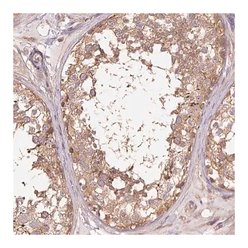 Merck Anti-TUBA1B antibody produced in rabbit