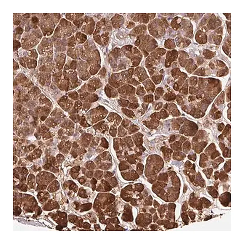 Merck Anti-PRSS1 antibody produced in rabbit