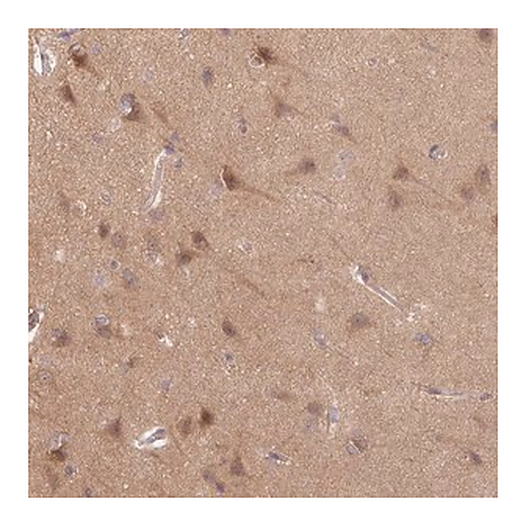 Merck Anti-STAM antibody produced in rabbit