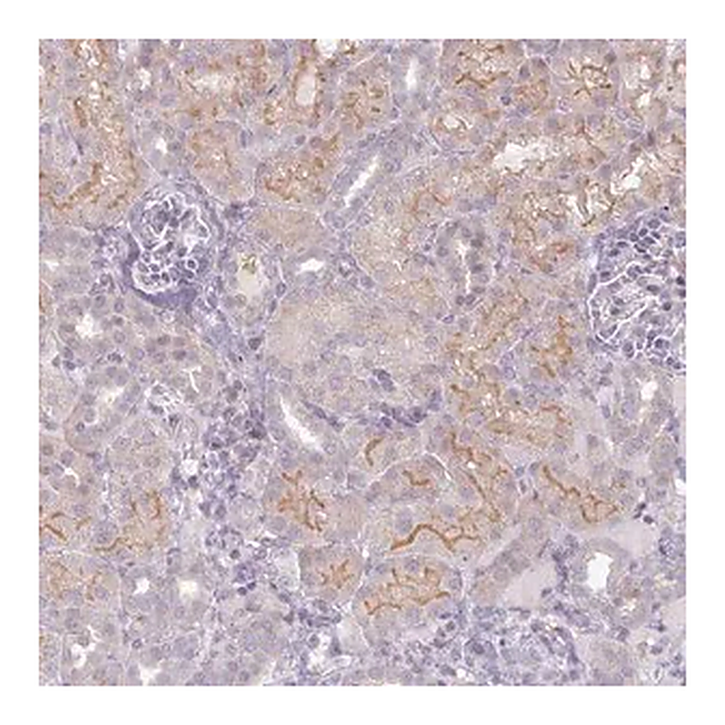 Merck Anti-WFIKKN1 antibody produced in rabbit