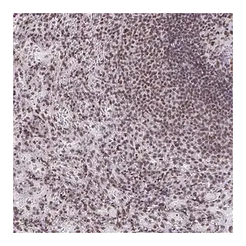 Merck Anti-SNRNP70 antibody produced in rabbit