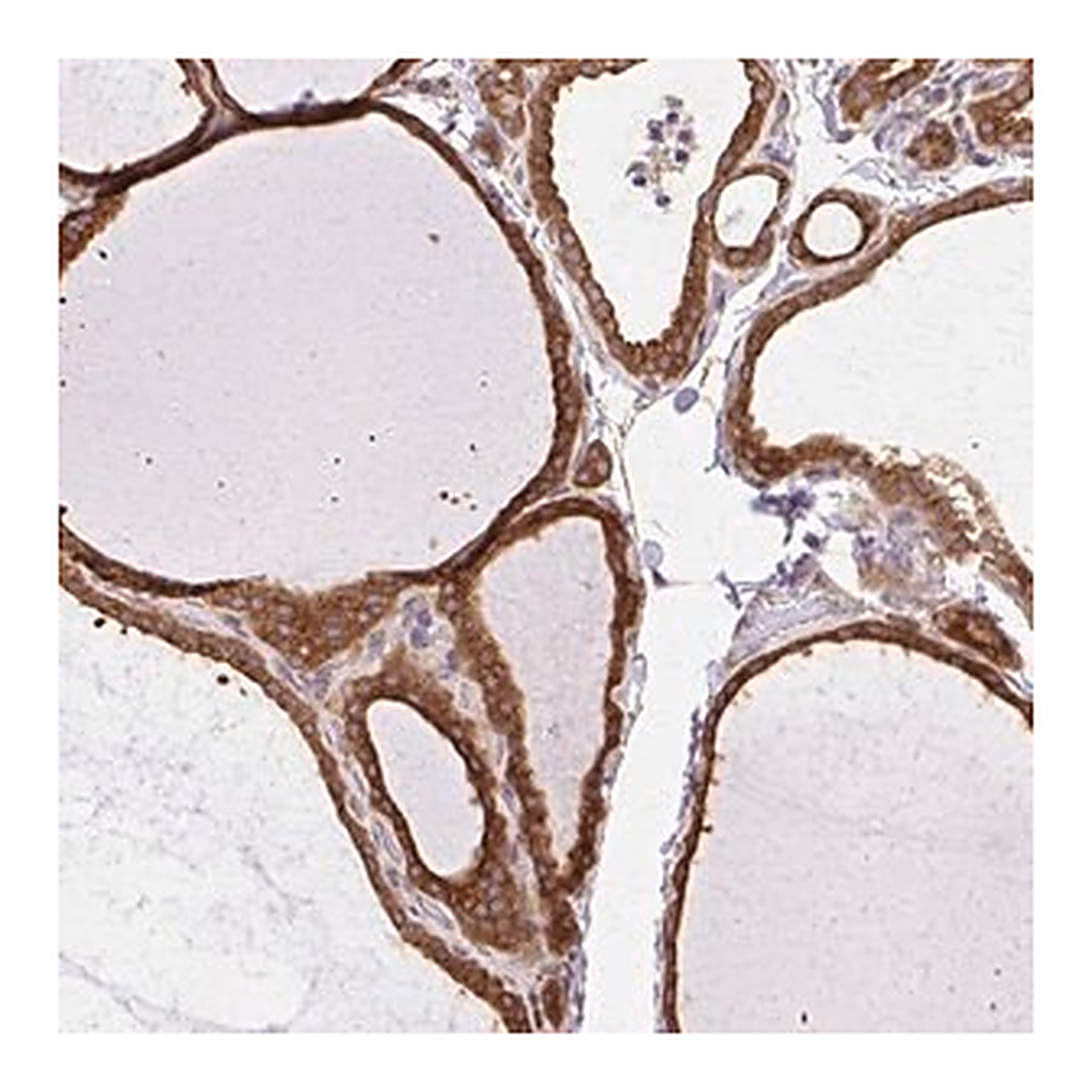 Merck Anti-COPB1 antibody produced in rabbit
