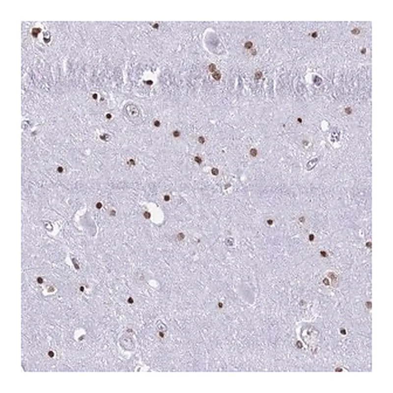 Merck Anti-RYK antibody produced in rabbit