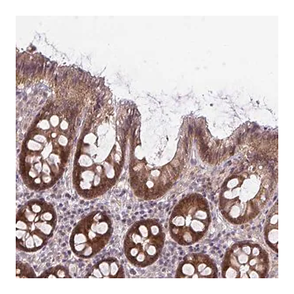 Merck Anti-CASP9 antibody produced in rabbit