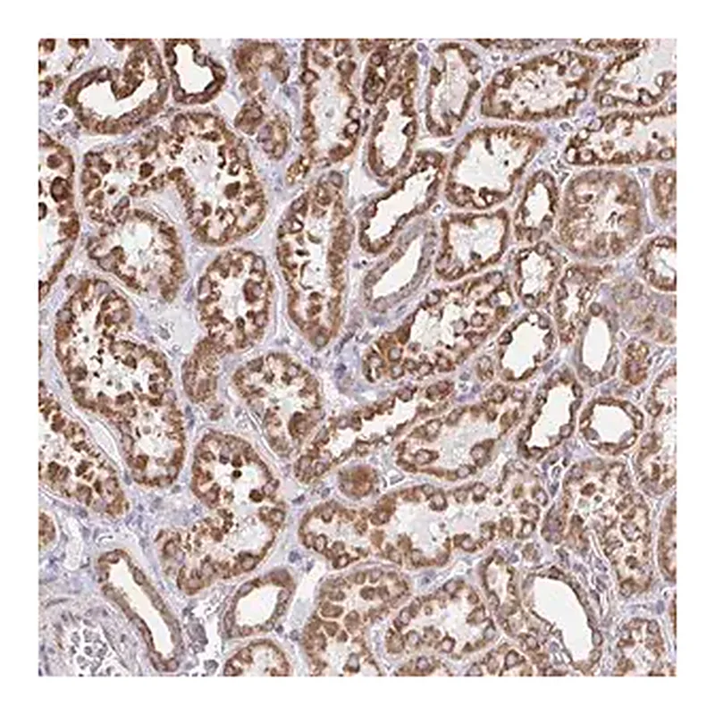 Merck Anti-ELAVL1 antibody produced in rabbit