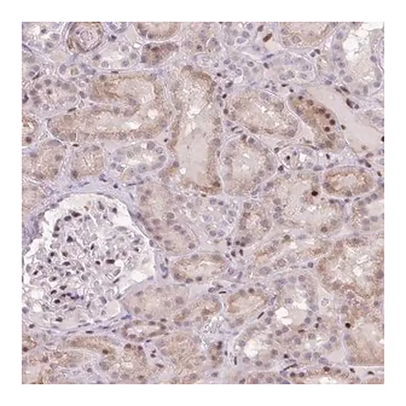 Merck Anti-ERG antibody produced in rabbit