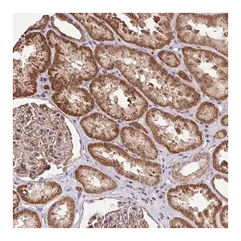 Merck Anti-PPP1CA antibody produced in rabbit