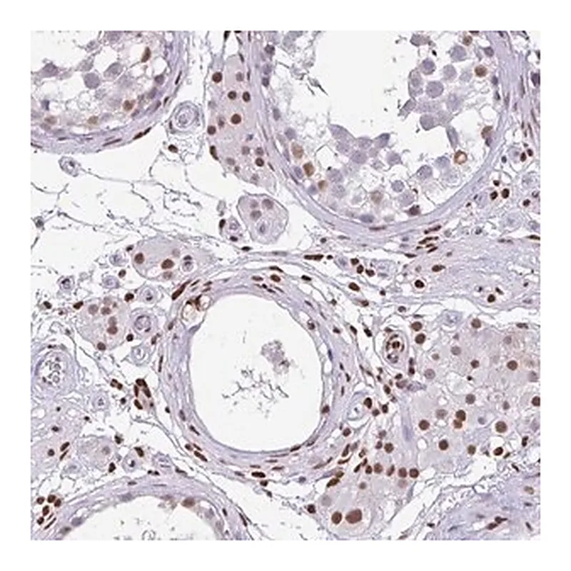 Merck Anti-BTBD10 antibody produced in rabbit