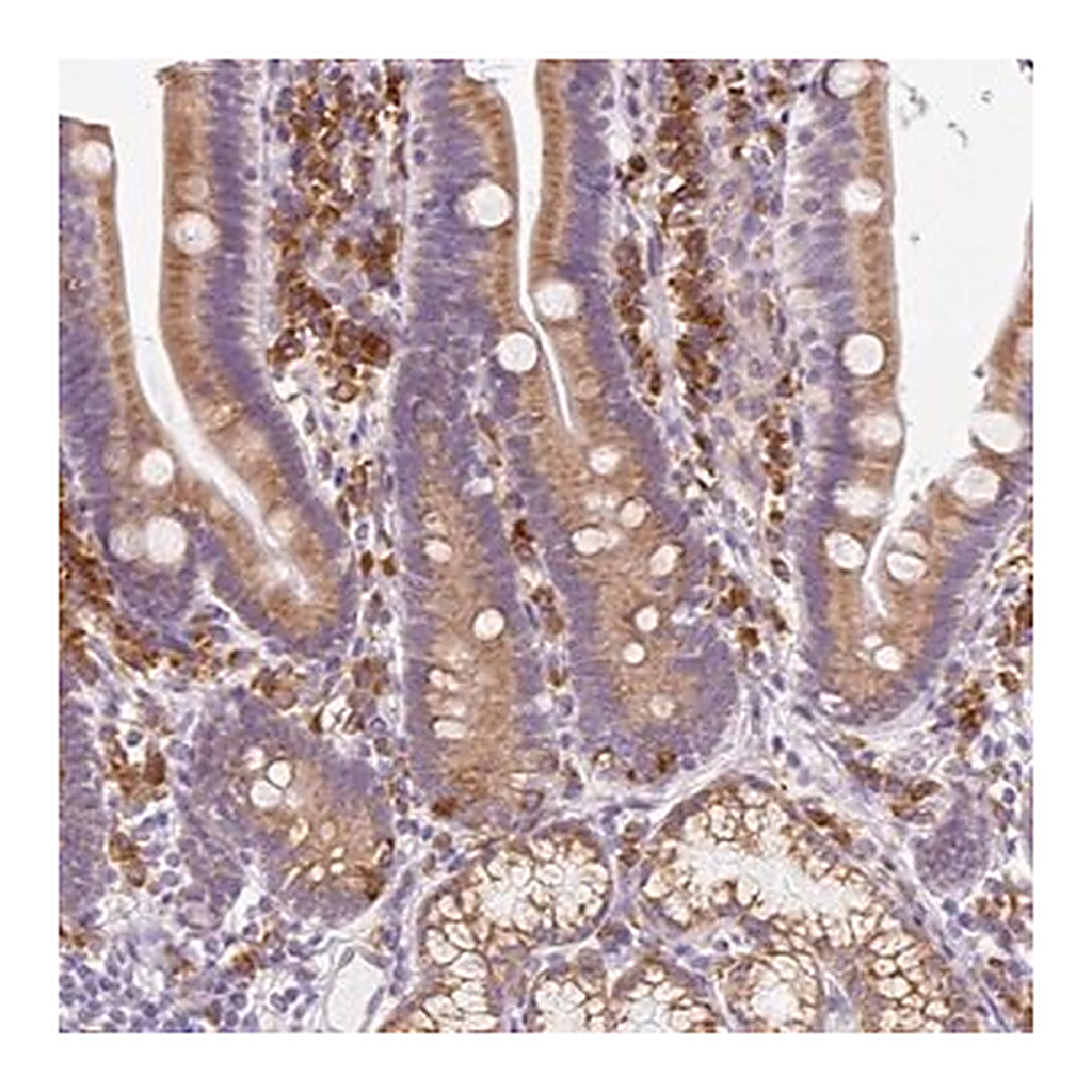 Merck Anti-DDOST antibody produced in rabbit