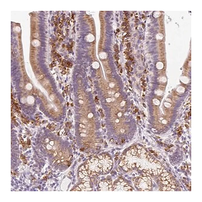 Merck Anti-DDOST antibody produced in rabbit