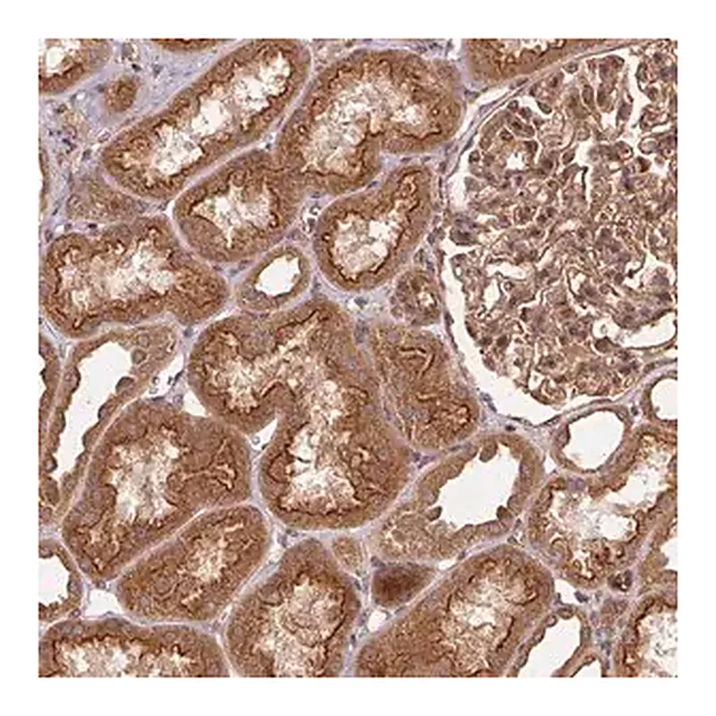 Merck Anti-USE1 antibody produced in rabbit