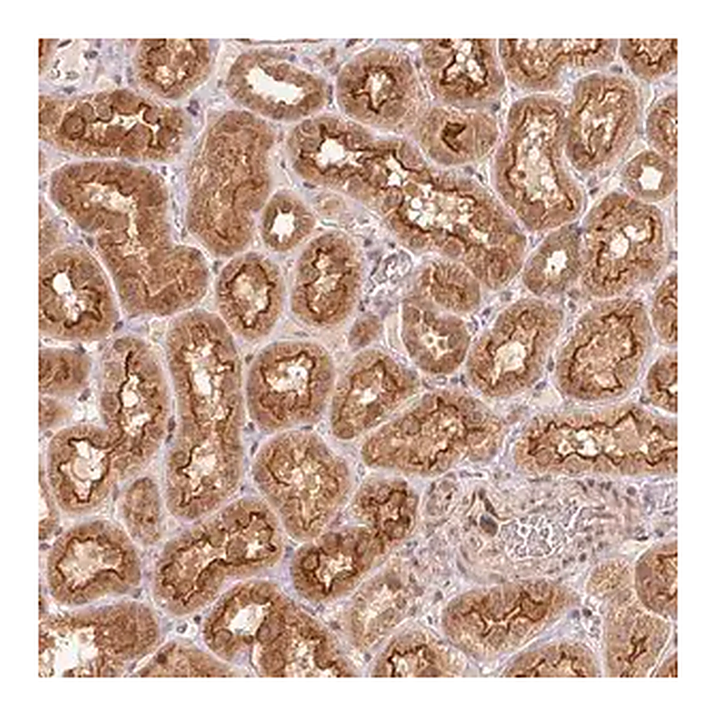 Merck Anti-CCDC102B antibody produced in rabbit