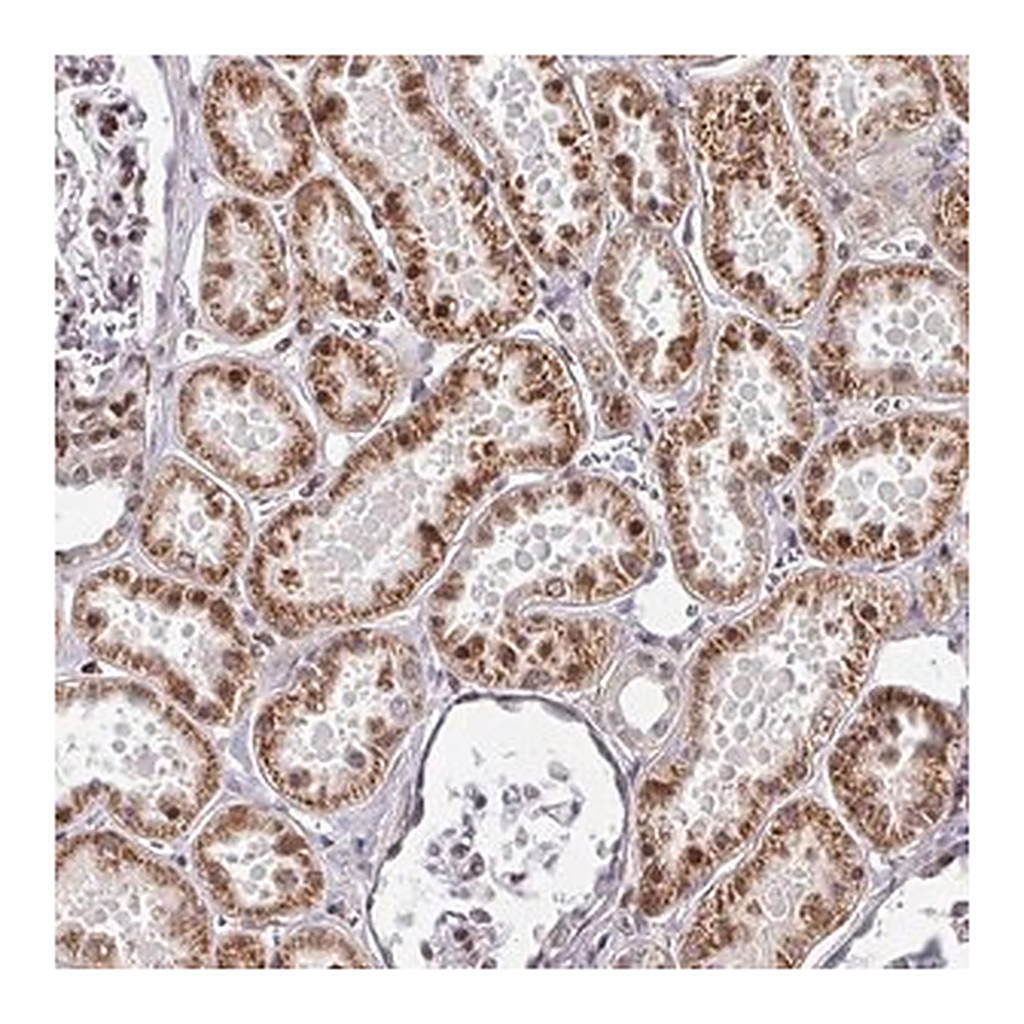 Merck Anti-CBX7 antibody produced in rabbit