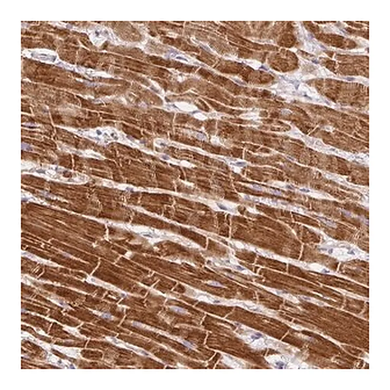 Merck Anti-DAPK1 antibody produced in rabbit