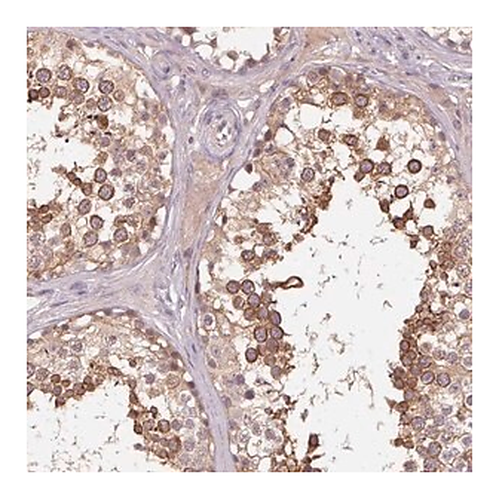 Merck Anti-KIAA1257 antibody produced in rabbit
