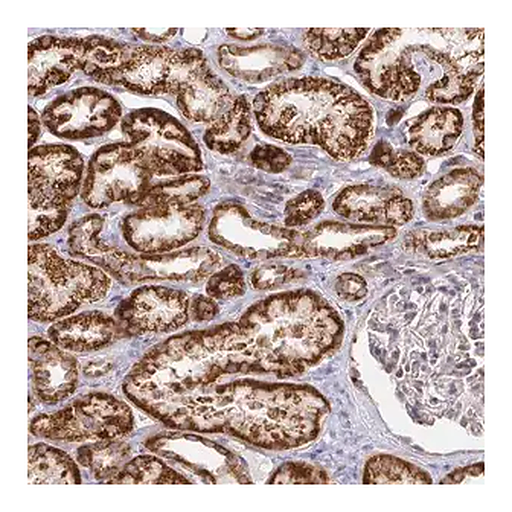 Merck Anti-CIT antibody produced in rabbit