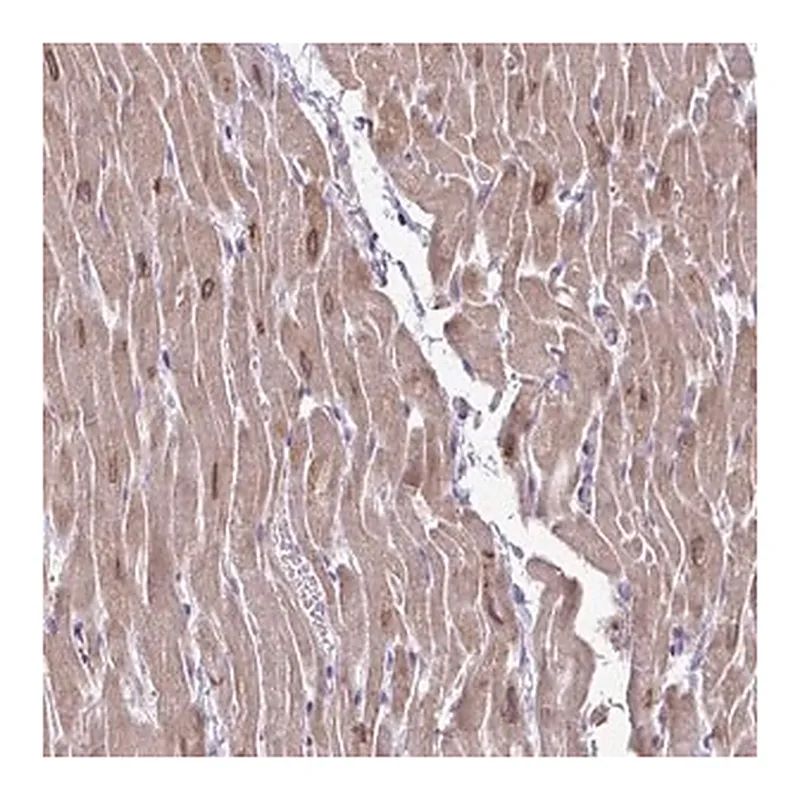 Merck Anti-AKAP6 antibody produced in rabbit
