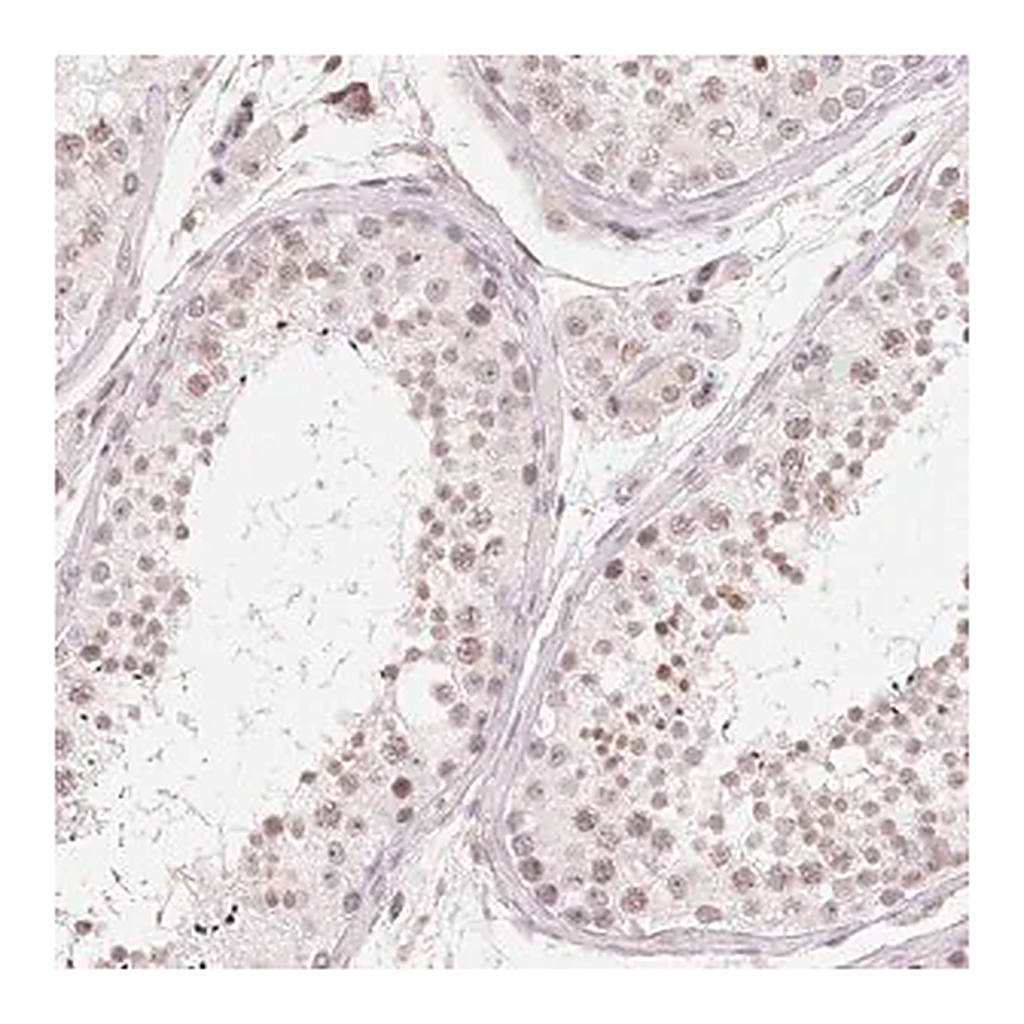 Merck Anti-TBP antibody produced in rabbit
