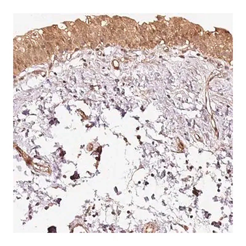 Merck Anti-STAU1 antibody produced in rabbit