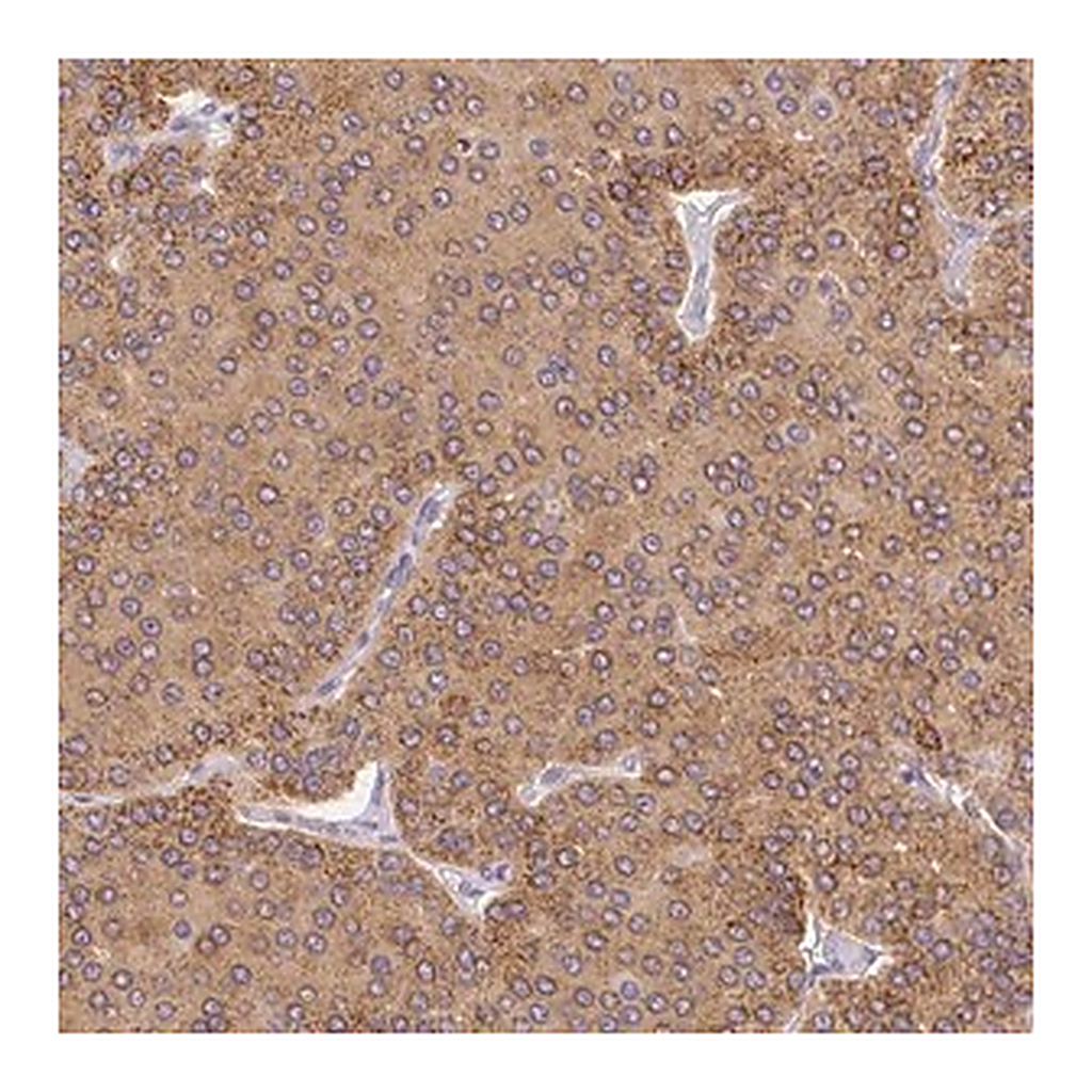 Merck Anti-PLA2G4A antibody produced in rabbit