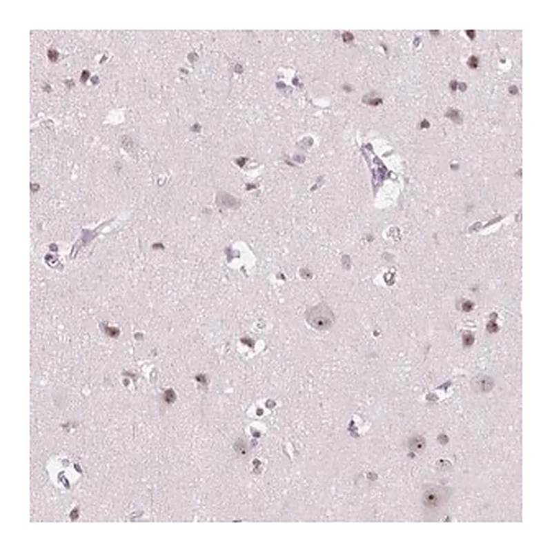 Merck Anti-NOLC1 antibody produced in rabbit