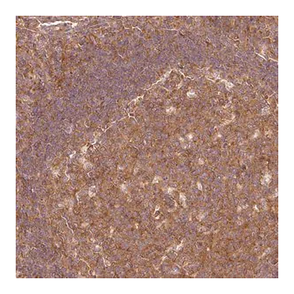 Merck Anti-PDAP1 antibody produced in rabbit
