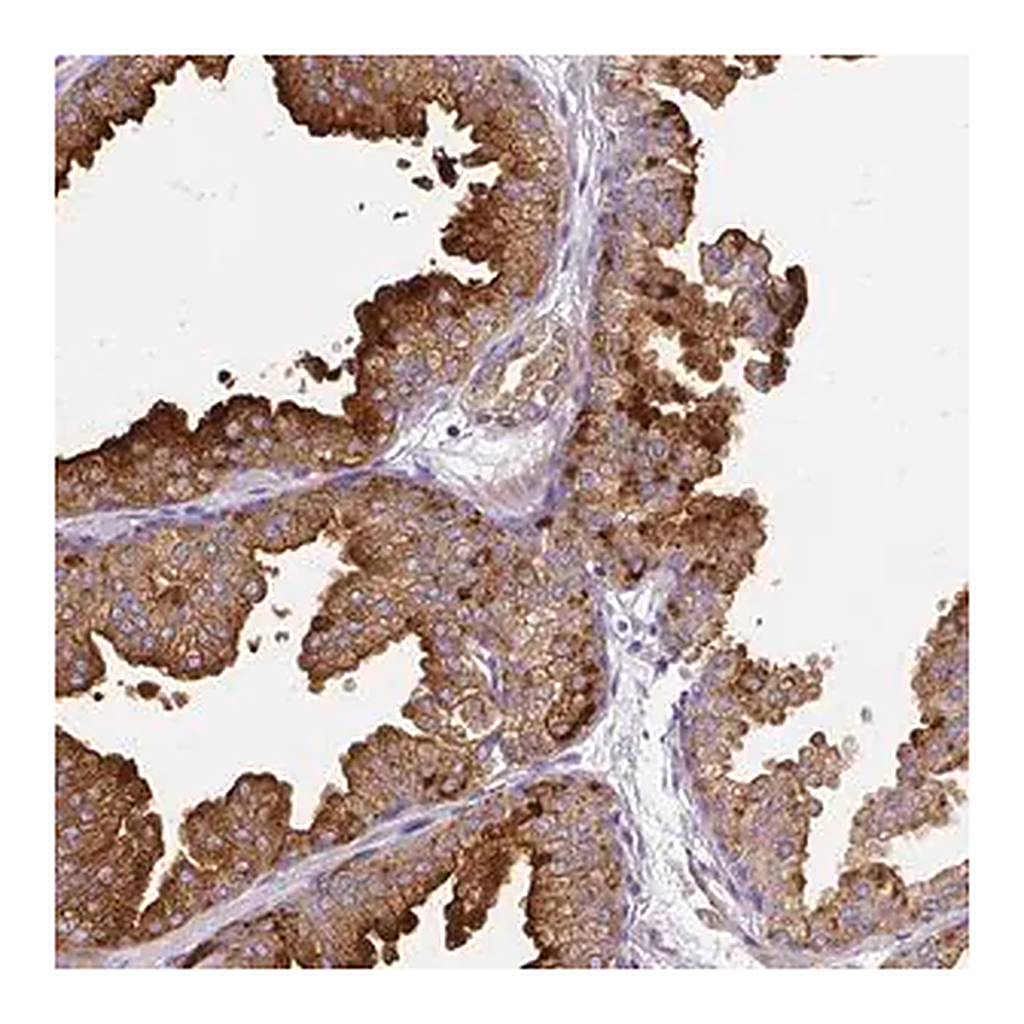 Merck Anti-FAM83C antibody produced in rabbit