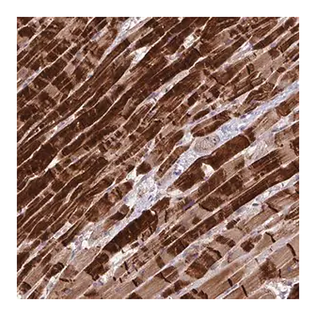 Merck Anti-INTS10 antibody produced in rabbit