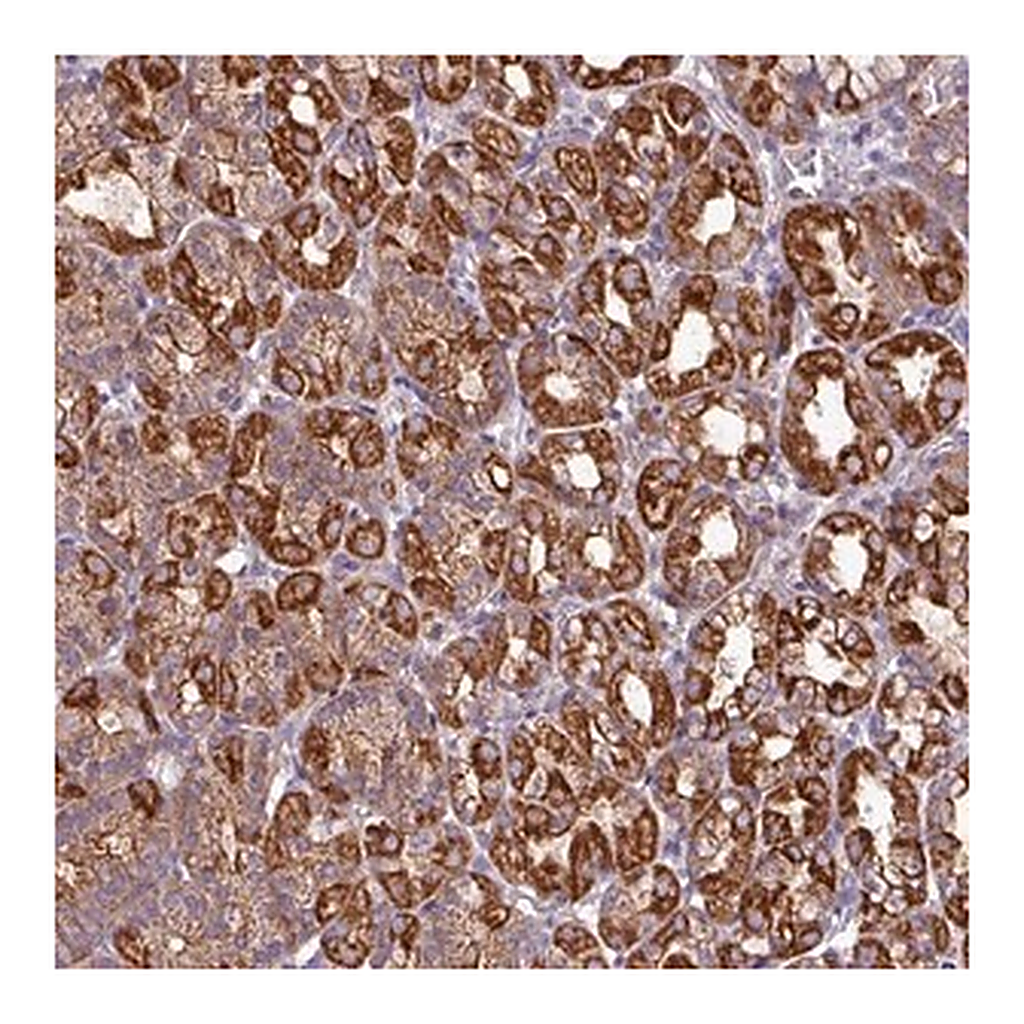 Merck Anti-CAMK1 antibody produced in rabbit