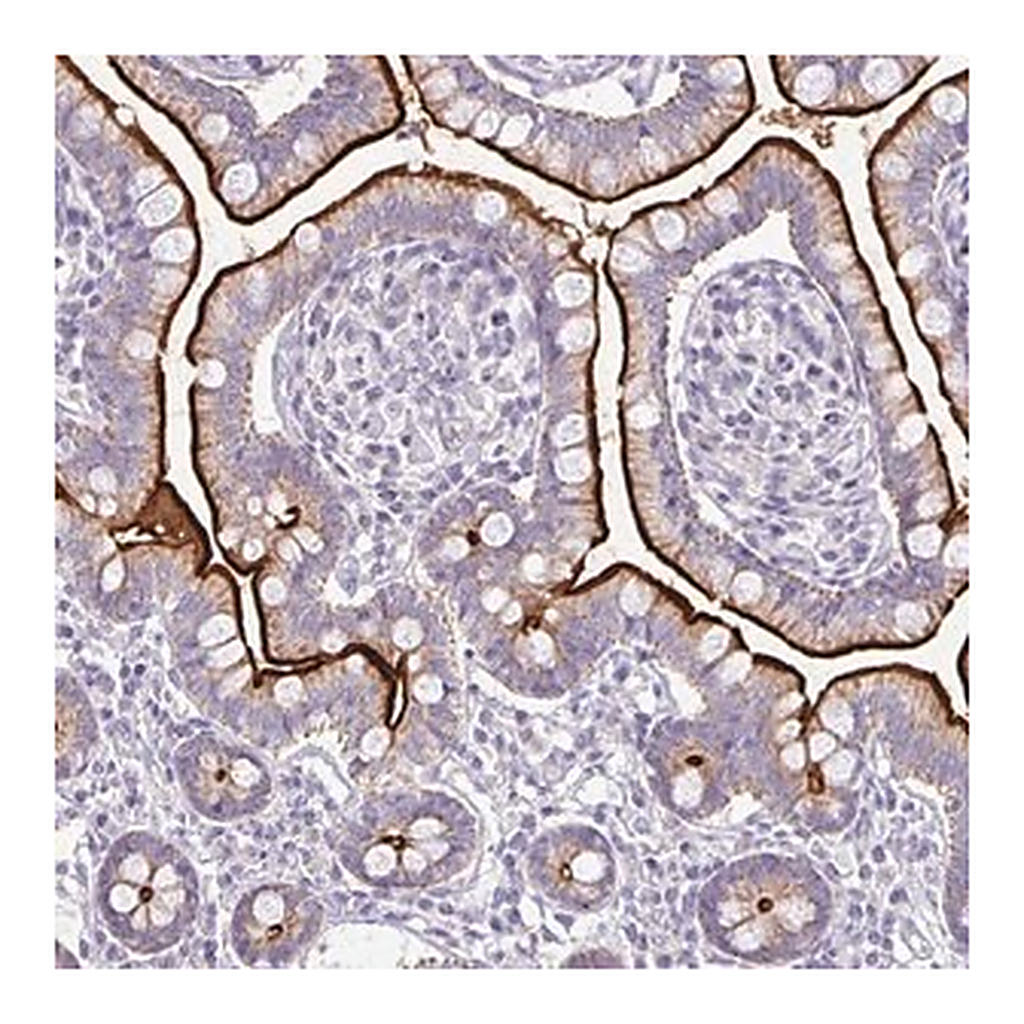 Merck Anti-RHOC antibody produced in rabbit