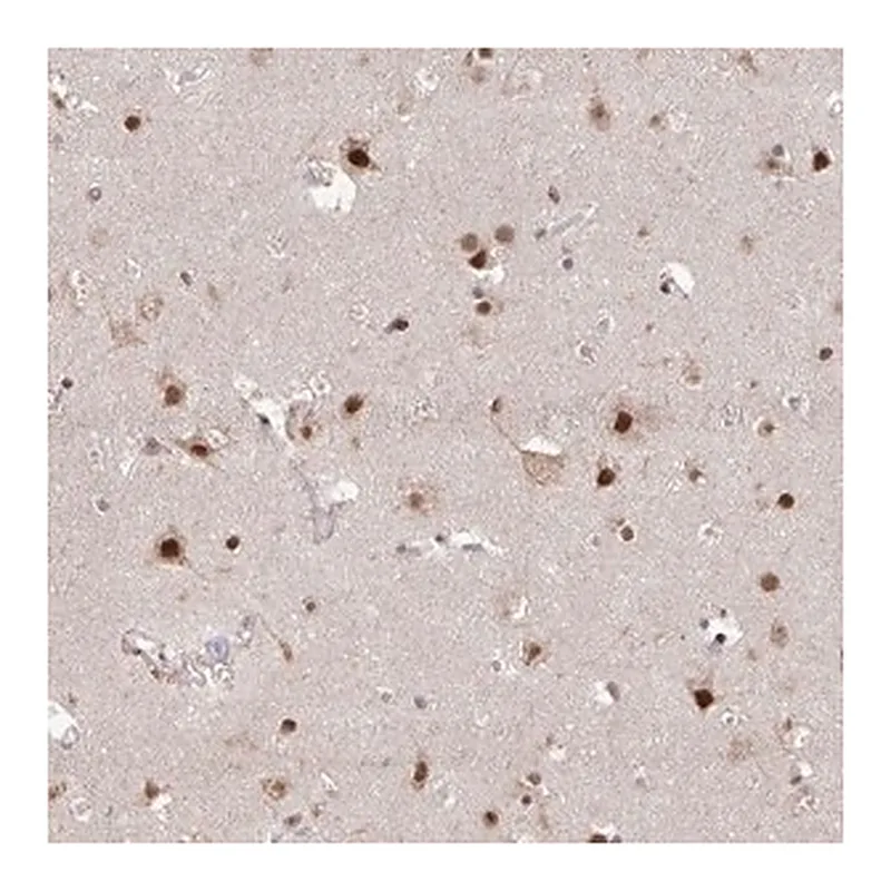 Merck Anti-HDAC3 antibody produced in rabbit