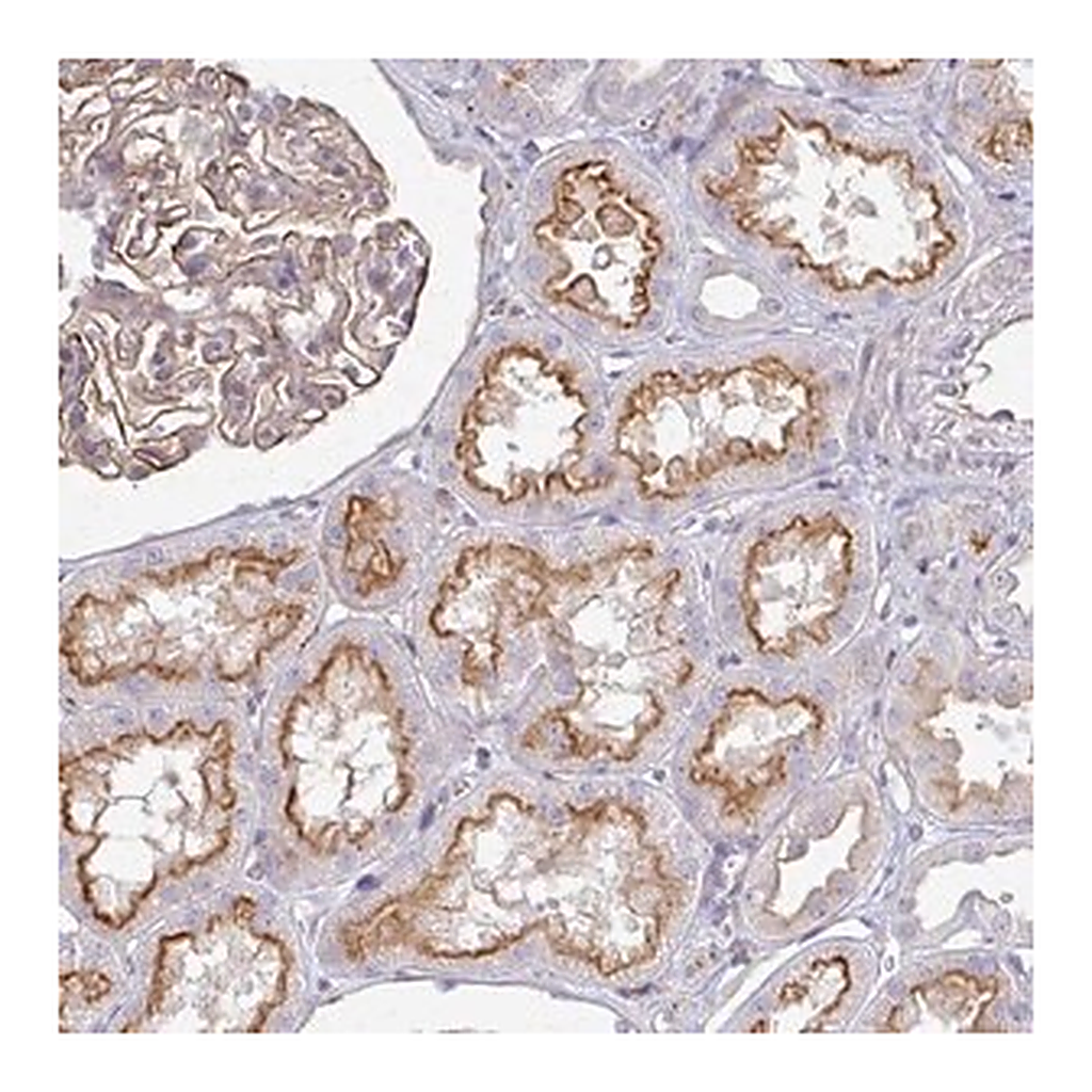 Merck Anti-C1QTNF7 antibody produced in rabbit