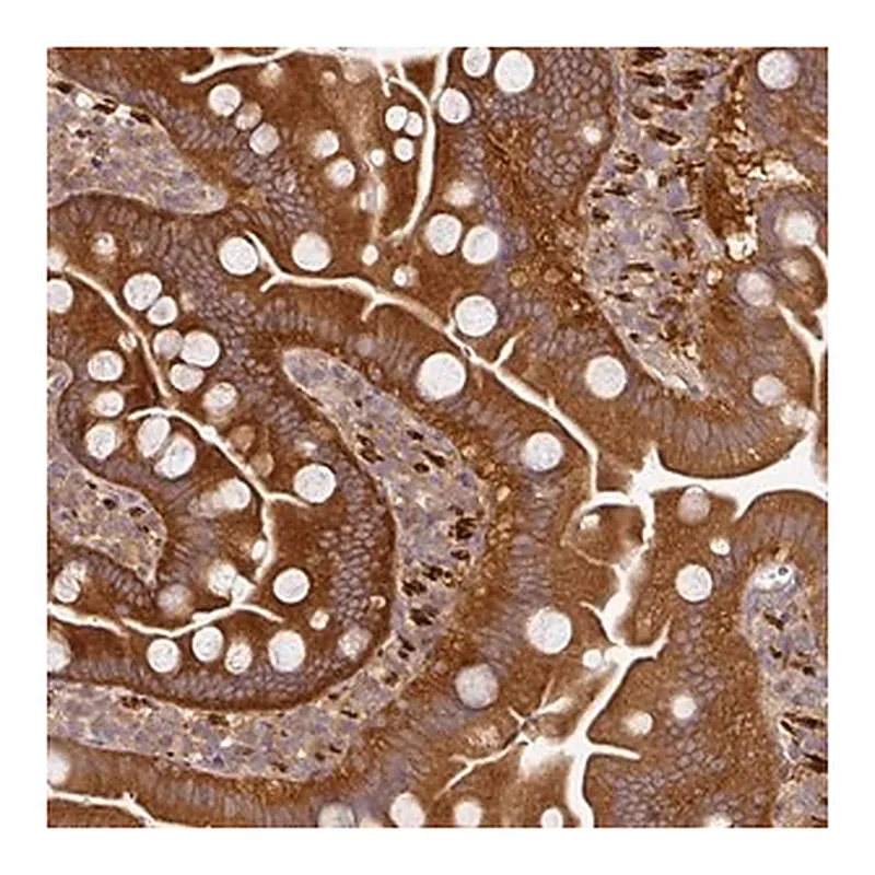 Merck Anti-MAP2K2 antibody produced in rabbit