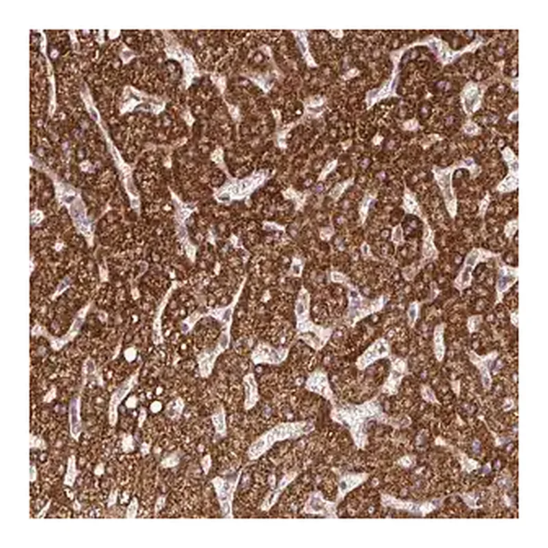 Merck Anti-DNAJC7 antibody produced in rabbit