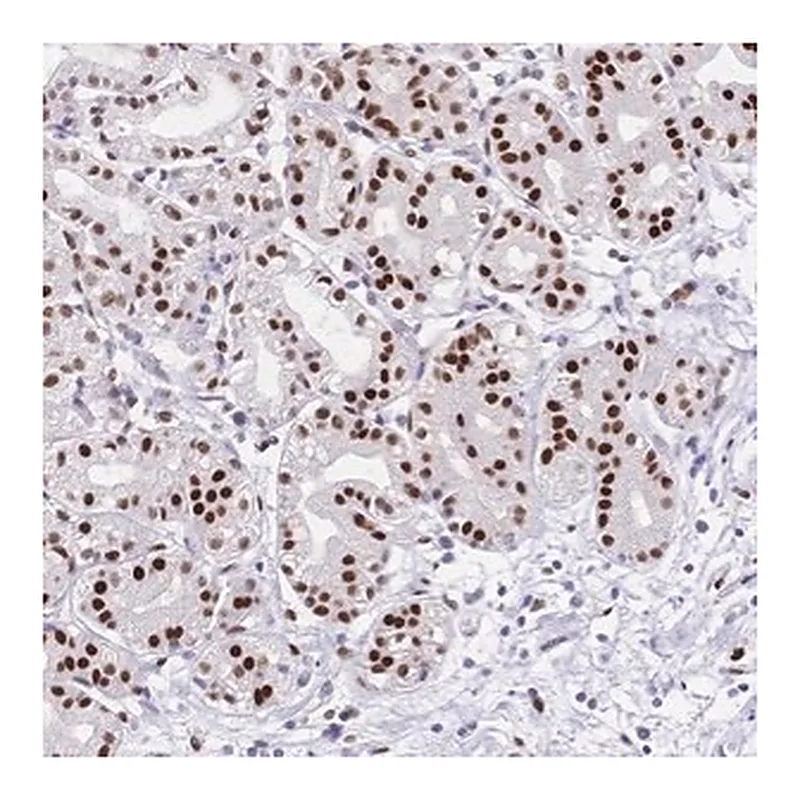 Merck Anti-NFIC antibody produced in rabbit