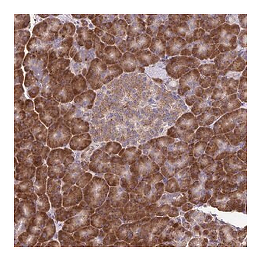 Merck Anti-RNF10 antibody produced in rabbit